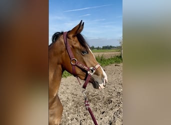 American Quarter Horse, Giumenta, 2 Anni, 142 cm, Baio