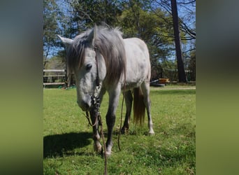 American Quarter Horse, Giumenta, 2 Anni, 142 cm, Grigio