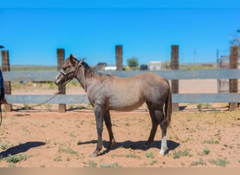 American Quarter Horse, Giumenta, 2 Anni, 142 cm, Grigio