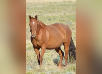 American Quarter Horse, Giumenta, 2 Anni, 142 cm, Grigio