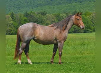 American Quarter Horse, Giumenta, 2 Anni, 142 cm, Roano rosso