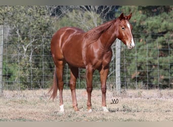 American Quarter Horse, Giumenta, 2 Anni, 142 cm, Sauro ciliegia