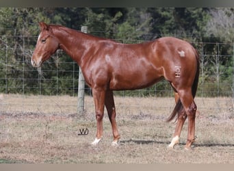 American Quarter Horse, Giumenta, 2 Anni, 142 cm, Sauro ciliegia