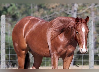 American Quarter Horse, Giumenta, 2 Anni, 142 cm, Sauro ciliegia