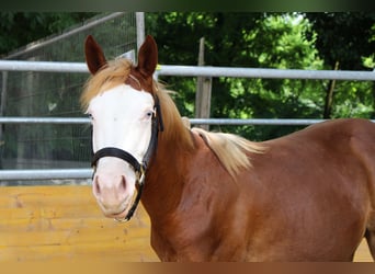 American Quarter Horse, Giumenta, 2 Anni, 142 cm, Sauro