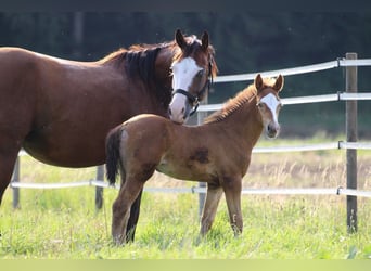 American Quarter Horse, Giumenta, 2 Anni, 143 cm, Champagne