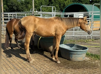 American Quarter Horse, Giumenta, 2 Anni, 143 cm, Champagne