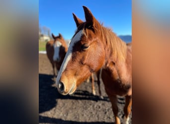 American Quarter Horse, Giumenta, 2 Anni, 143 cm, Sauro