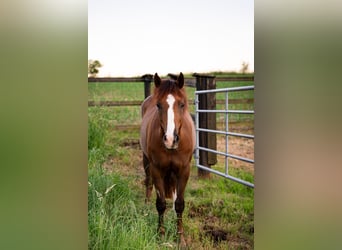 American Quarter Horse Mix, Giumenta, 2 Anni, 145 cm, Baio