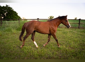 American Quarter Horse Mix, Giumenta, 2 Anni, 145 cm, Baio