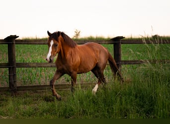 American Quarter Horse Mix, Giumenta, 2 Anni, 145 cm, Baio