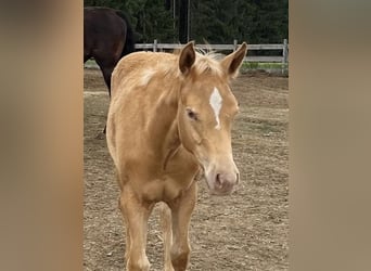 American Quarter Horse, Giumenta, 2 Anni, 145 cm, Champagne