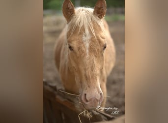 American Quarter Horse, Giumenta, 2 Anni, 145 cm, Champagne