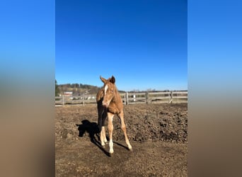 American Quarter Horse, Giumenta, 2 Anni, 145 cm, Champagne