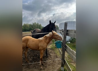 American Quarter Horse, Giumenta, 2 Anni, 145 cm, Champagne