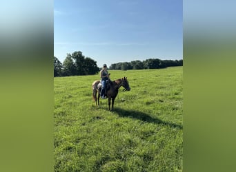 American Quarter Horse, Giumenta, 2 Anni, 145 cm, Roano rosso