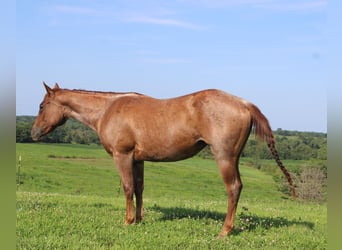 American Quarter Horse, Giumenta, 2 Anni, 145 cm, Roano rosso