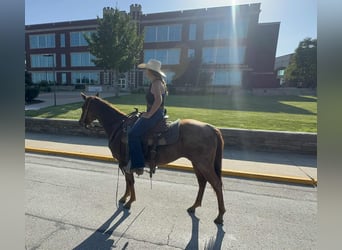 American Quarter Horse, Giumenta, 2 Anni, 145 cm, Roano rosso