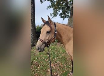 American Quarter Horse, Giumenta, 2 Anni, 146 cm, Pelle di daino