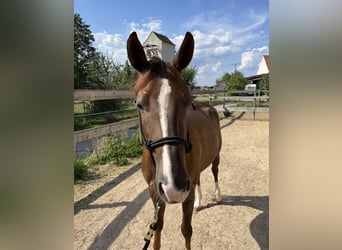 American Quarter Horse, Giumenta, 2 Anni, 146 cm, Sauro scuro