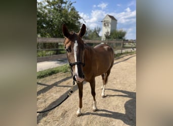 American Quarter Horse, Giumenta, 2 Anni, 146 cm, Sauro scuro