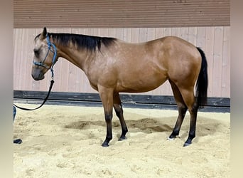 American Quarter Horse, Giumenta, 2 Anni, 147 cm, Pelle di daino