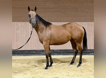 American Quarter Horse, Giumenta, 2 Anni, 147 cm, Pelle di daino