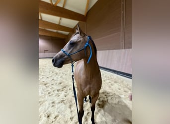 American Quarter Horse, Giumenta, 2 Anni, 147 cm, Pelle di daino