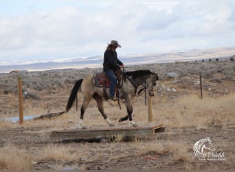 American Quarter Horse, Giumenta, 2 Anni, 147 cm, Pelle di daino