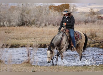 American Quarter Horse, Giumenta, 2 Anni, 147 cm, Pelle di daino