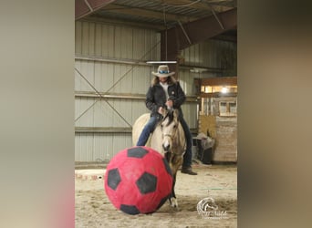 American Quarter Horse, Giumenta, 2 Anni, 147 cm, Pelle di daino