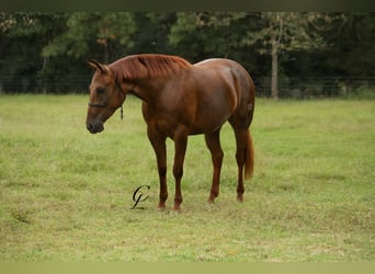 American Quarter Horse, Giumenta, 2 Anni, 147 cm, Sauro ciliegia