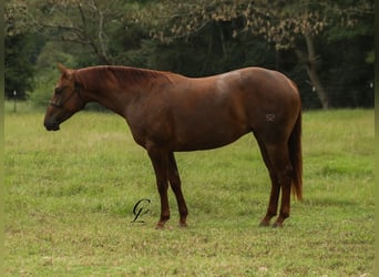 American Quarter Horse, Giumenta, 2 Anni, 147 cm, Sauro ciliegia