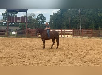 American Quarter Horse, Giumenta, 2 Anni, 147 cm, Sauro ciliegia