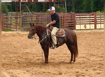 American Quarter Horse, Giumenta, 2 Anni, 147 cm, Sauro ciliegia