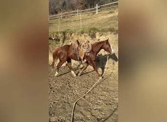 American Quarter Horse, Giumenta, 2 Anni, 147 cm, Sauro