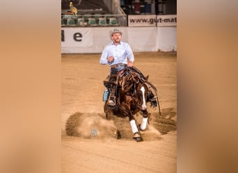 American Quarter Horse, Giumenta, 2 Anni, 147 cm, Sauro scuro