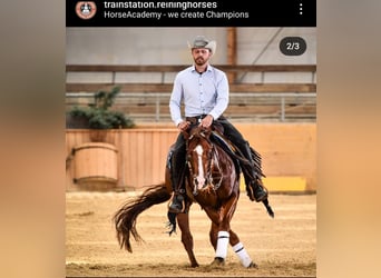 American Quarter Horse, Giumenta, 2 Anni, 147 cm, Sauro scuro