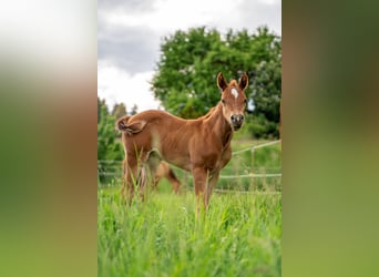 American Quarter Horse, Giumenta, 2 Anni, 147 cm, Sauro scuro