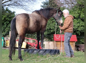 American Quarter Horse, Giumenta, 2 Anni, 148 cm, Grigio