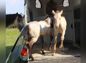 American Quarter Horse, Giumenta, 2 Anni, 148 cm, Grigio