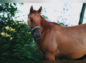 American Quarter Horse, Giumenta, 2 Anni, 148 cm, Red dun
