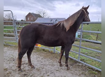 American Quarter Horse, Giumenta, 2 Anni, 148 cm, Sauro