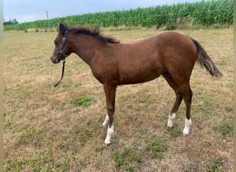 American Quarter Horse, Giumenta, 2 Anni, 150 cm, Baio