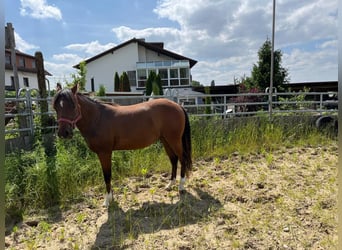 American Quarter Horse, Giumenta, 2 Anni, 150 cm, Baio