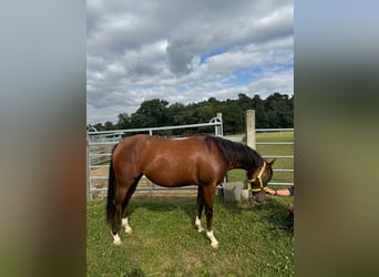 American Quarter Horse, Giumenta, 2 Anni, 150 cm, Baio