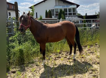 American Quarter Horse, Giumenta, 2 Anni, 150 cm, Baio