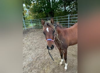 American Quarter Horse, Giumenta, 2 Anni, 150 cm, Baio