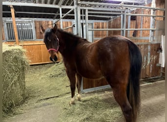 American Quarter Horse, Giumenta, 2 Anni, 150 cm, Baio