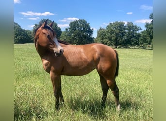 American Quarter Horse, Giumenta, 2 Anni, 150 cm, Baio